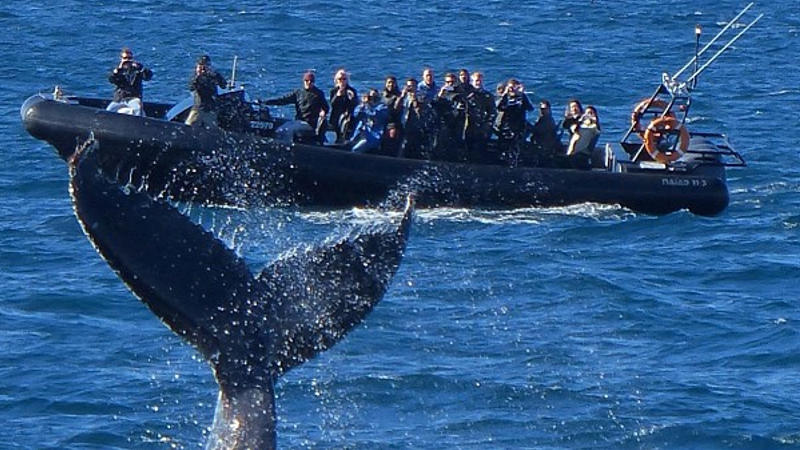 Join Ocean extreme for Sydney’s most captivating and immersive whale watching experience!